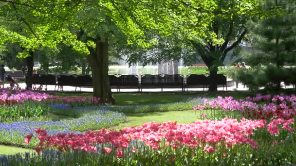 Many Bright Beautiful Tulips Bed Park Gomel Belarus — Stock Video