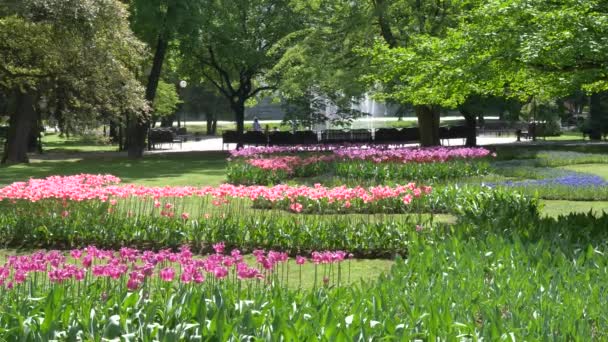 Veel Heldere Mooie Tulpen Het Bed Van Het Park Gomel — Stockvideo