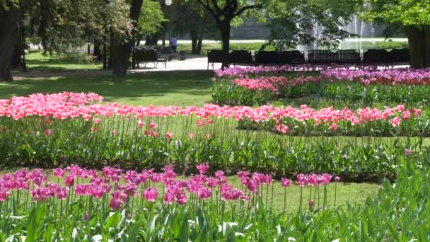 Många Ljusa Vackra Tulpaner Sängen Parken Gomel Vitryssland — Stockvideo