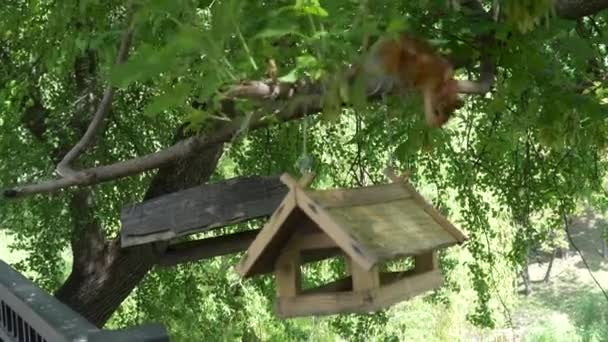Şehir Parkında Sincap Kuşlar Için Besleyici Gomel Beyaz Rusya — Stok video