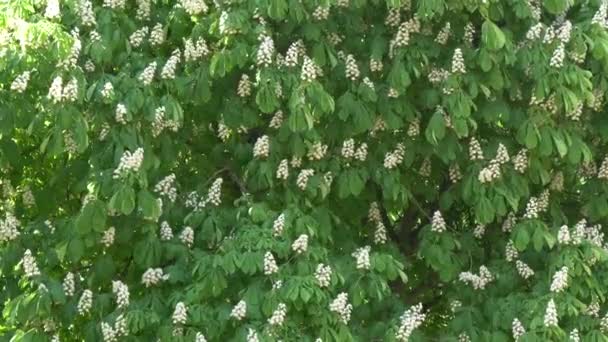 Hôtes Parterres Fleurs Vertes Fond Jeune Feuillage — Video