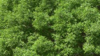 yeşil söğüt taç. genç yeşillik arka plan