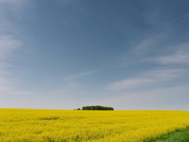 mavi gökyüzüne karşı kolza sarı alan