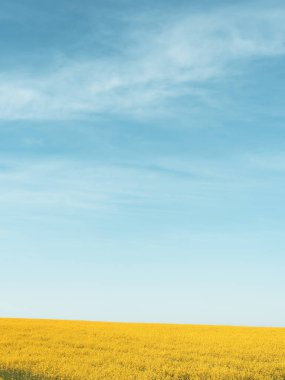 mavi gökyüzüne karşı kolza sarı alan