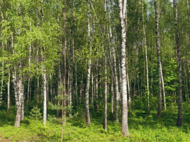 Birch Grove. yeşil arka plan üzerinde beyaz ağaç gövdeleri