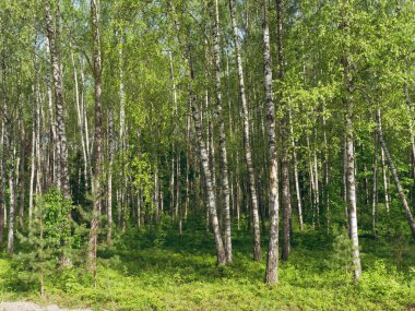 Birch Grove. yeşil arka plan üzerinde beyaz ağaç gövdeleri