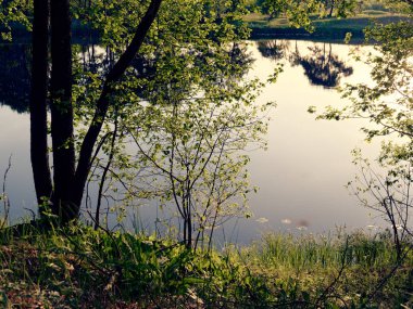 yeşil bir arka plan üzerinde akşam nehir ağacı