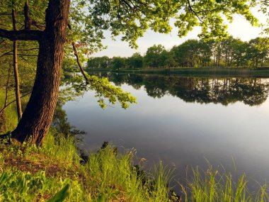 yeşil bir arka plan üzerinde akşam nehir ağacı