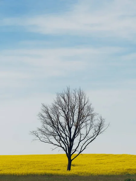 Samotny gołe drzewo w żółtym polu przed niebem — Zdjęcie stockowe
