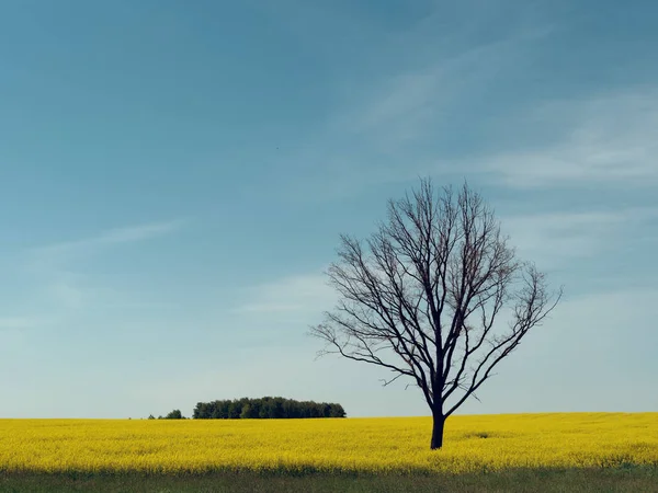 Lone bare tree in a yellow field against the sky — Stock Photo, Image