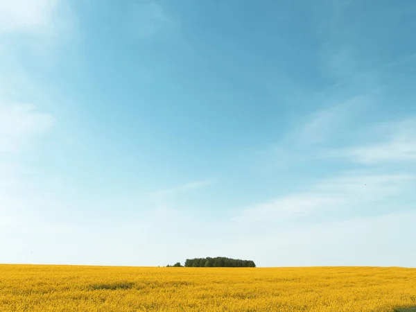 Campo amarelo de colza contra um céu azul — Fotografia de Stock