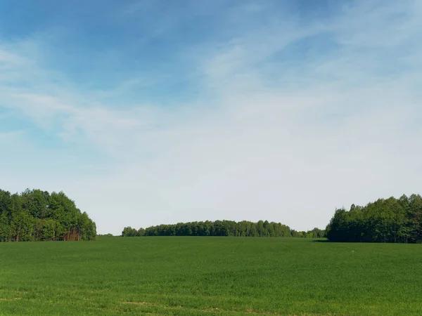 Campo de pradera verde sobre fondo de cielo azul —  Fotos de Stock