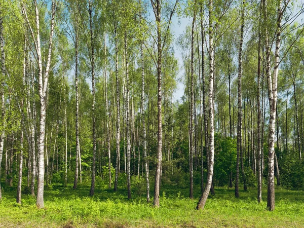 A nyírfa. fehér fatörzsek zöld alapon — Stock Fotó