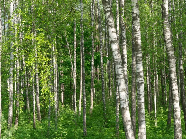 Birch Grove. white tree trunks on a green background — Stock Photo, Image