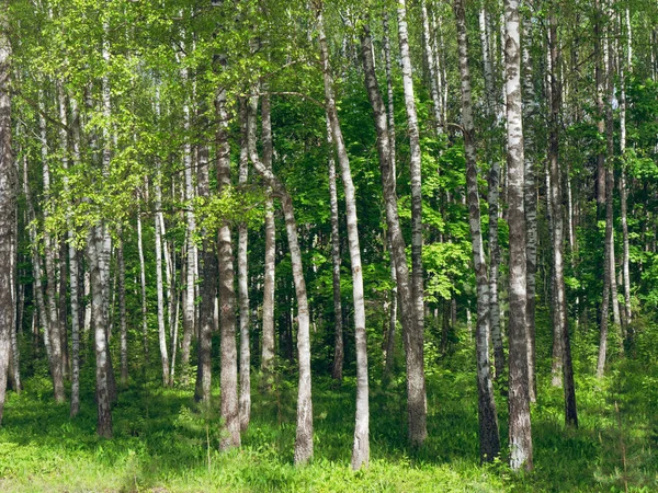 Березовий Гай. білі стовбури дерев на зеленому фоні — стокове фото