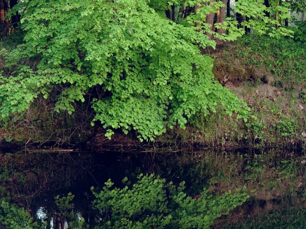 Arbre au bord de la rivière dans la soirée sur un fond vert — Photo