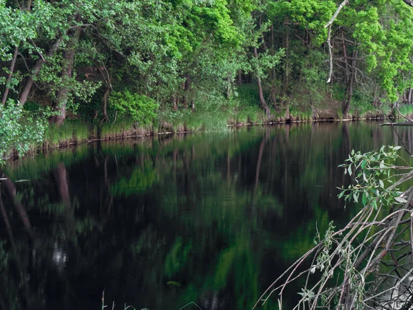 緑の背景に夕方に川のそばに木 — ストック写真