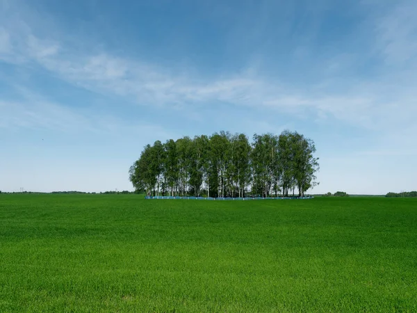 Ilha de bosque de vidoeiro em um campo verde — Fotografia de Stock