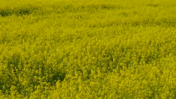 Rapeseed Yellow Field Blue Sky — Stock Video