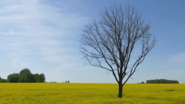 Μοναχικό Γυμνό Δέντρο Ένα Κίτρινο Χωράφι Πάνω Στον Ουρανό — Αρχείο Βίντεο