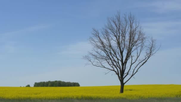 Einsamer Kahler Baum Einem Gelben Feld Gegen Den Himmel — Stockvideo