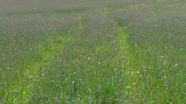 herbe haute sur un champ vert dans le vent 