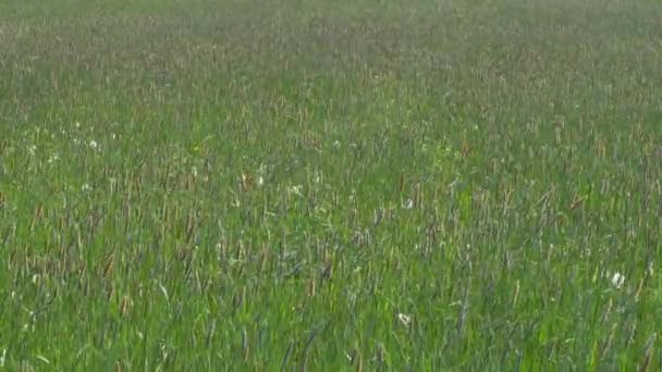 herbe haute sur un champ vert dans le vent 