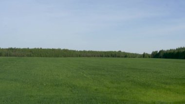 mavi gökyüzü arka plan üzerinde yeşil çayır alanı