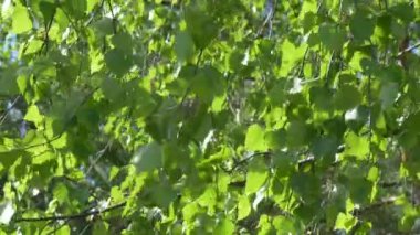 Birch Grove. yeşil arka plan üzerinde beyaz ağaç gövdeleri