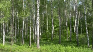 Birch Grove. yeşil arka plan üzerinde beyaz ağaç gövdeleri