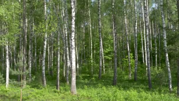 Birch Grove Yeşil Arka Plan Üzerinde Beyaz Ağaç Gövdeleri — Stok video