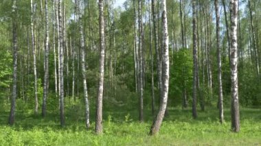 Birch Grove. yeşil arka plan üzerinde beyaz ağaç gövdeleri