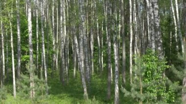 Birch Grove. yeşil arka plan üzerinde beyaz ağaç gövdeleri