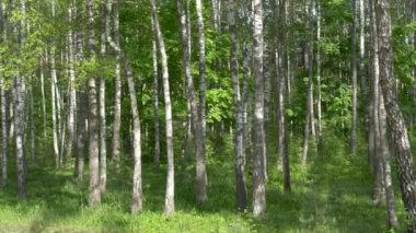 Birch Grove. yeşil arka plan üzerinde beyaz ağaç gövdeleri