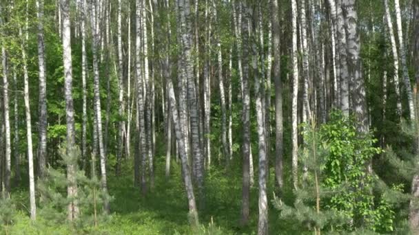 Birch Grove Witte Boomstammen Een Groene Achtergrond — Stockvideo
