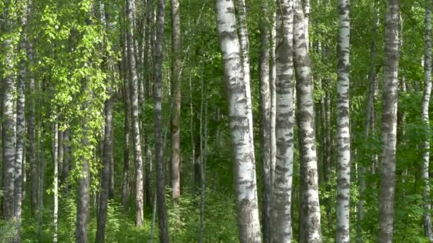 Birch Grove Troncos Árvore Branca Fundo Verde — Vídeo de Stock