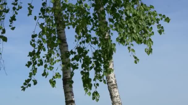 Birch Grove Troncos Árvore Branca Fundo Verde — Vídeo de Stock