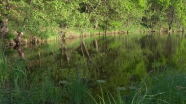 bir orman manzara suyunda yansıması