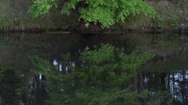 bir orman manzara suyunda yansıması