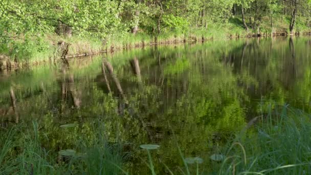 réflexion dans l'eau d'un paysage forestier 