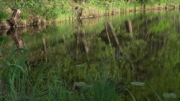 Αντανάκλαση Στο Νερό Ενός Δάσους — Αρχείο Βίντεο