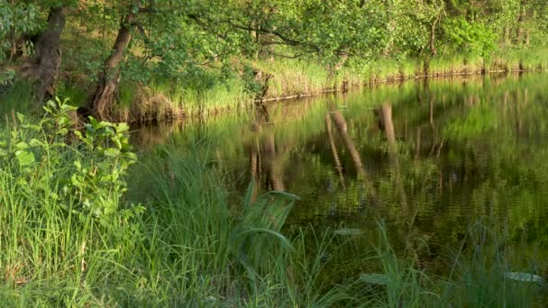 réflexion dans l'eau d'un paysage forestier 