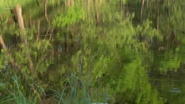 Reflexão Água Uma Paisagem Florestal — Vídeo de Stock