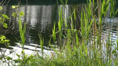 bir orman manzara suyunda yansıması