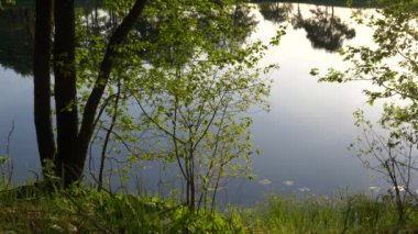 bir orman manzara suyunda yansıması