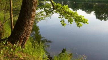 bir orman manzara suyunda yansıması