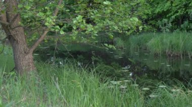 yeşil bir arka plan üzerinde akşam nehir ağacı