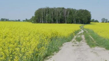 Sarı kolza tohumu tarlasında dolambaçlı köy yolu.