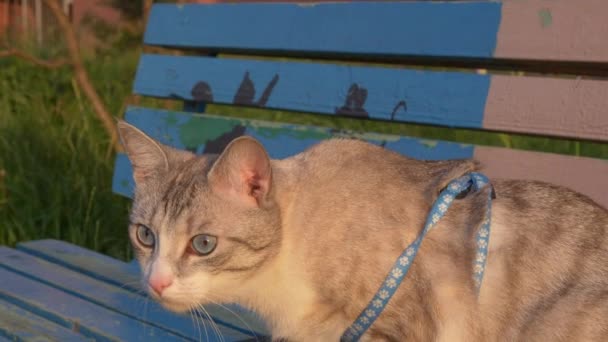 Πορτραίτο Μιας Όμορφης Νεαρής Ξανθιάς Γάτας — Αρχείο Βίντεο