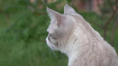 güzel bir genç sarışın kedi portresi.